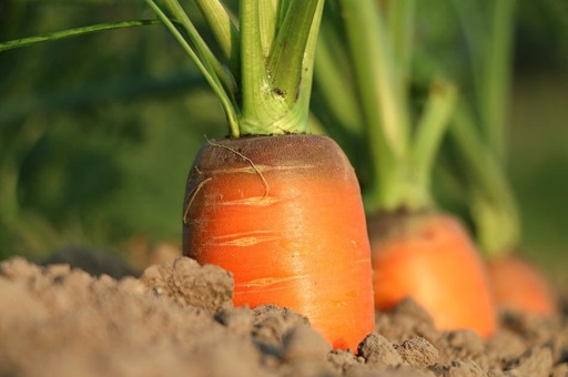 Carrot ready to harvest in ground